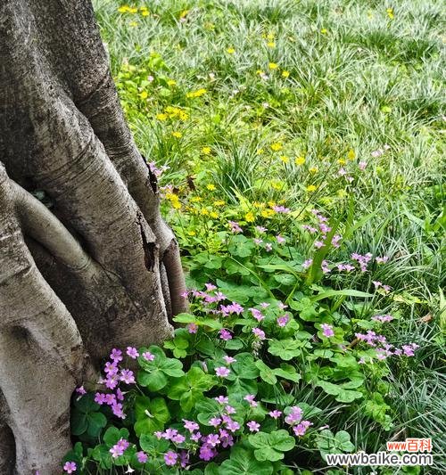 小野花的花语代表什么？野花的花语有何特别之处？