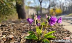 小野花的花语代表什么？野花的花语有何特别之处？