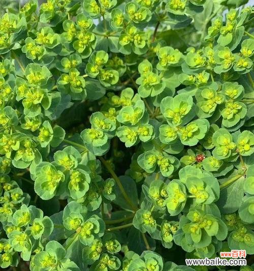 小野花的花语代表什么？野花的花语有何特别之处？