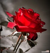 红色玫瑰花在新年耳环中象征什么？