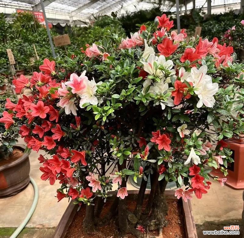 杜鹃花豆浆的花语代表什么?花语中包含的寓意是什么?