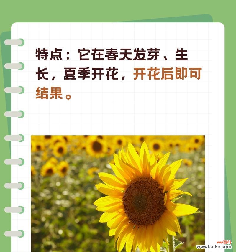 迷你向日葵的寓意是什么?