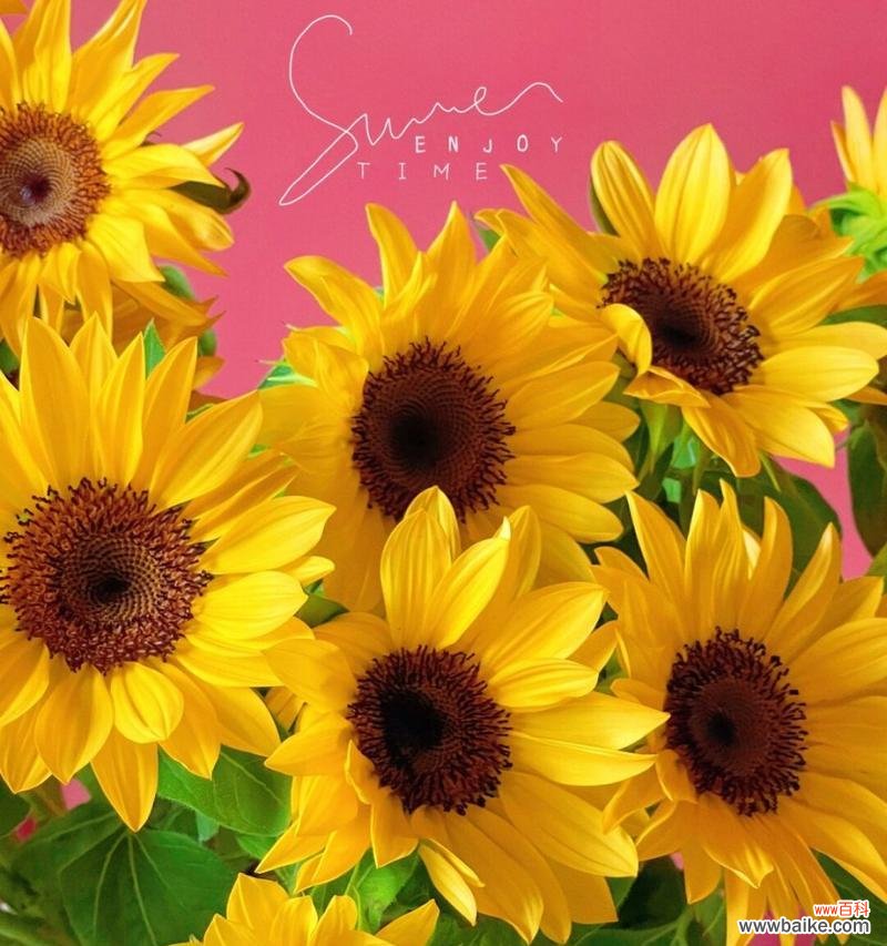 迷你向日葵的寓意是什么?