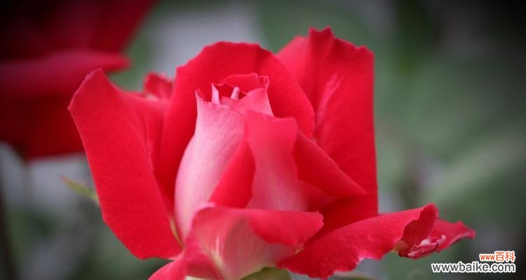 绽放的美丽，蕴含的情感与寓意 花开花落，寄托希望——月季和菊花的花语