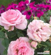 解读月季花背后的心思和情感 探索月季花的花语之美