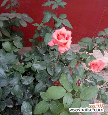 用花语解读月季的情感与象征 月季花的花语和寓意