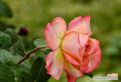 揭秘月季花语，了解花朵的心灵语言 月季花语的神秘与浪漫