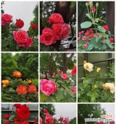 探索月季花的花语及意义 月季花语之美