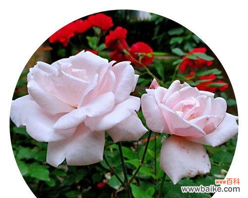 用花语解读月季花的情感和寓意 月季花的花语揭示生活的美好