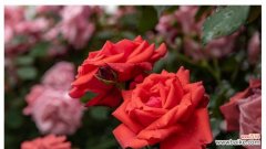 用花语解读月季花的情感和寓意 月季花的花语揭示生活的美好