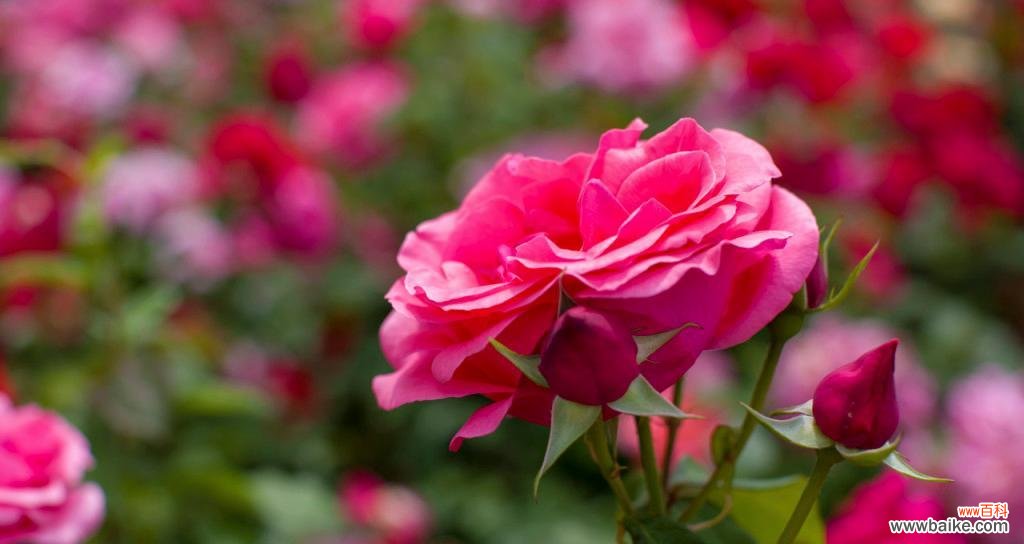 用花语解读月季花的情感和寓意 月季花的花语揭示生活的美好