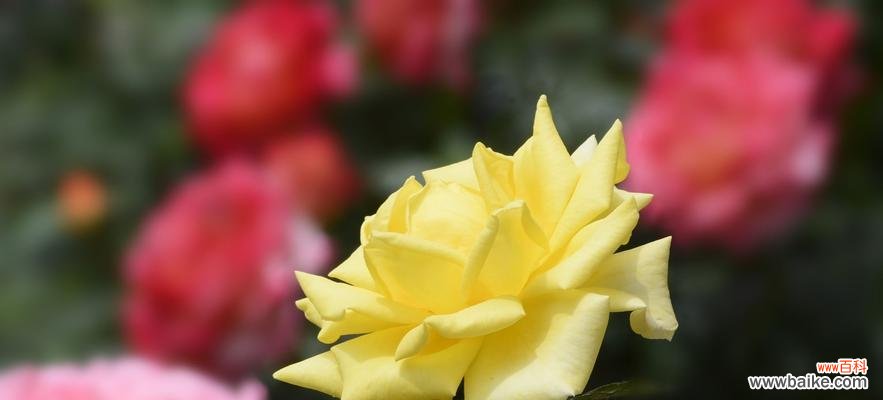 用一朵月季花传递你的情感，让爱意永远绽放 月季花的花语——爱情的表白