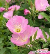 探寻月见草背后的神秘力量 月见草的花语与传说