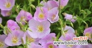 揭示月见草的浪漫花语和古老传说，探索其珍贵意义 月见草花语与传说的珍贵价值