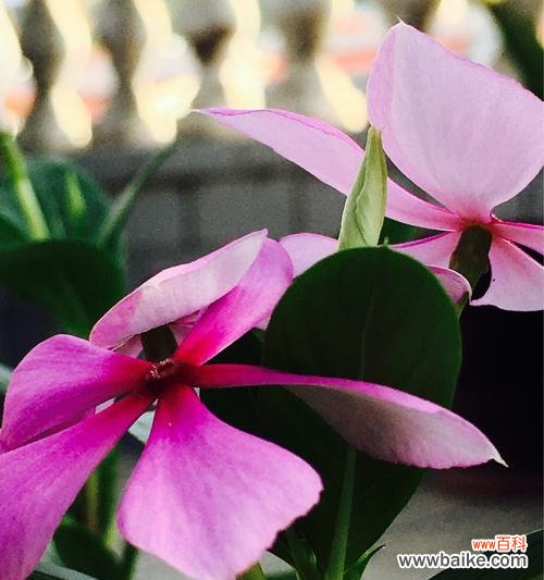 用花语解读长春花,发现真挚情感 长春花花语