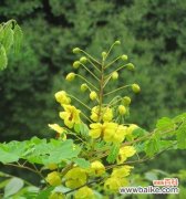 探寻云实花语的秘密和文化内涵 云实的花语与文化背景