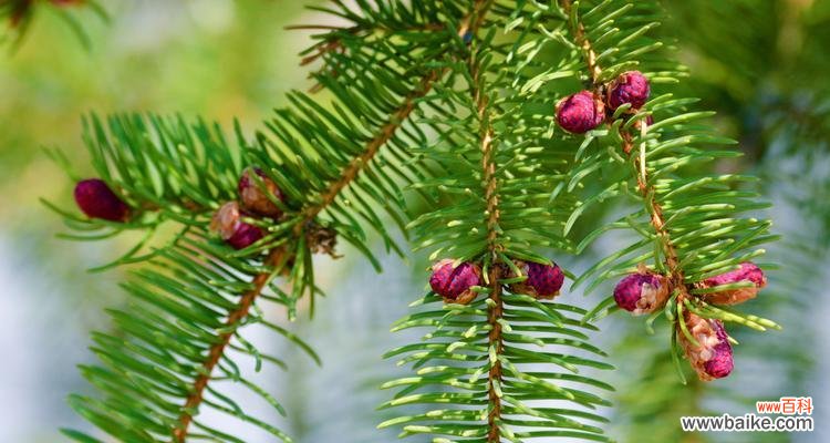 解读云杉象征的内涵和探究云杉养殖技巧 探寻云杉的寓意与养殖之道