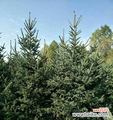 解读云杉象征的内涵和探究云杉养殖技巧 探寻云杉的寓意与养殖之道