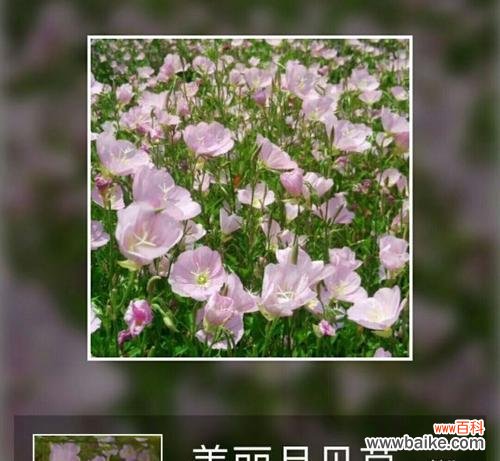 坚持与成长的力量——月见草花语的启示 月见草花语