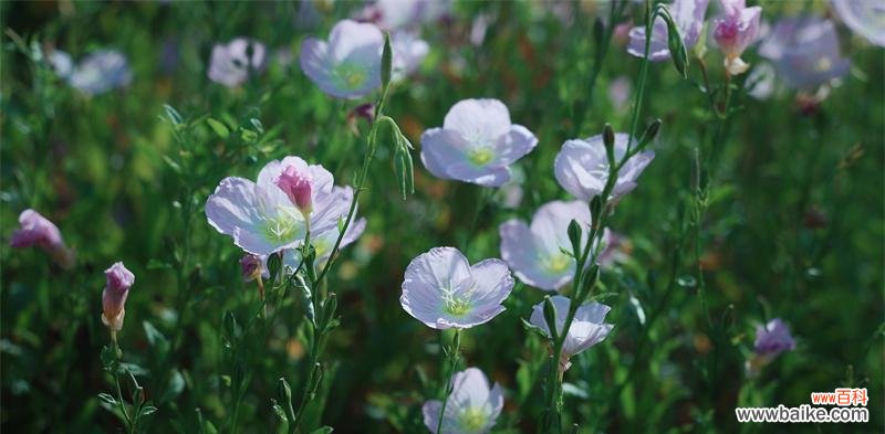 坚持与成长的力量——月见草花语的启示 月见草花语