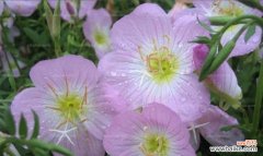 坚持与成长的力量——月见草花语的启示 月见草花语