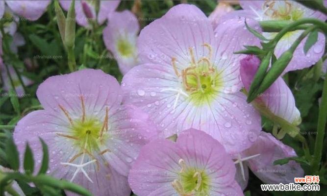 坚持与成长的力量——月见草花语的启示 月见草花语