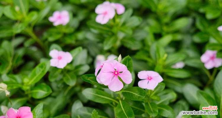 探寻长春花的文化内涵 长春花的意义与寓意