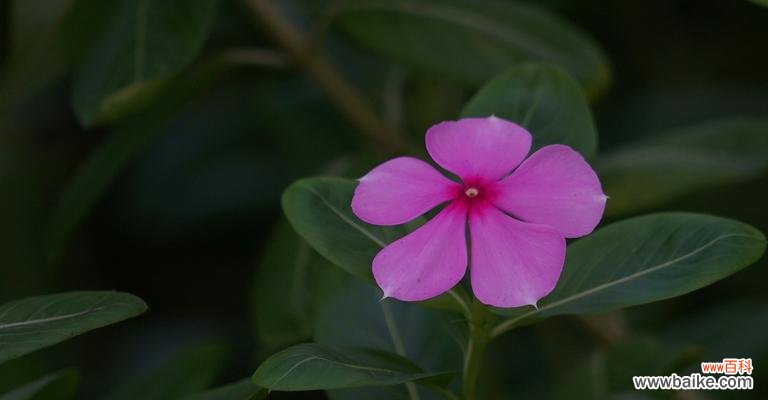 探索长春花的神秘花语,传递爱与希望的力量 长春花花语的深刻含义