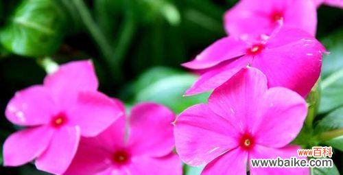 探秘长春花的神秘语言，带你领略自然的奇妙魅力 长春花花语的深意