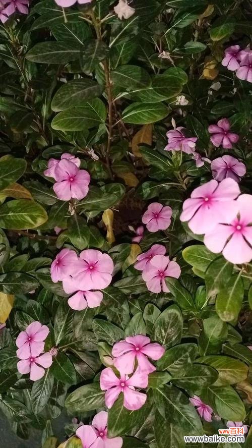 探秘长春花的神秘语言，带你领略自然的奇妙魅力 长春花花语的深意