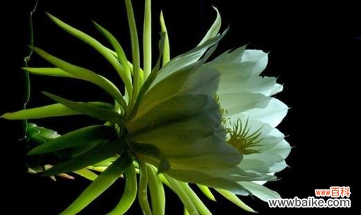 探秘霸王花盛放的季节及其象征意义 霸王花的开花时间与寓意