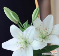 探寻白百合花语的深层内涵 白百合花语的含义及象征