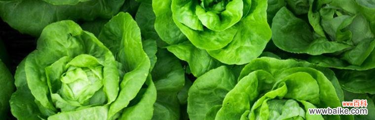 揭示白菜在风水学中的神奇力量 白菜的寓意与象征风水