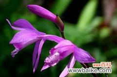 白芨盛开之谜与传统文化的故事 白芨开花的花语与寓意