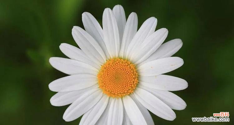 开放的美丽与忍耐的品质 白晶菊花的花语和寓意