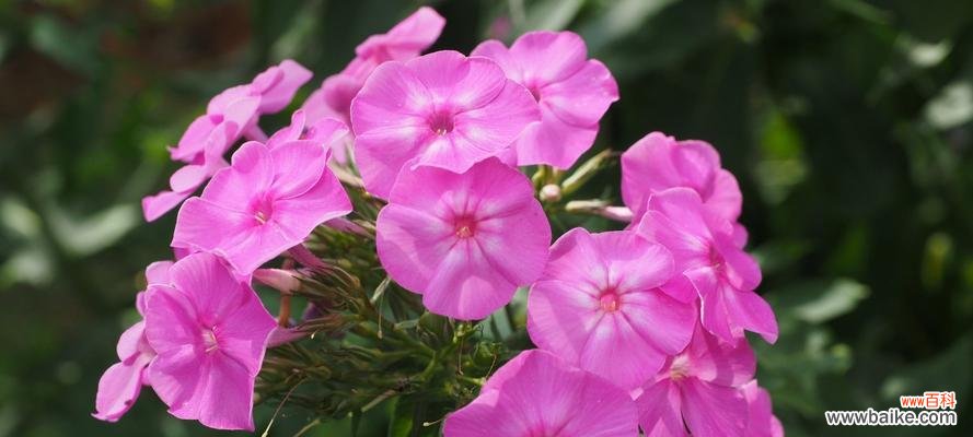 花语传福禄 花开福禄考，幸福盛世芬芳