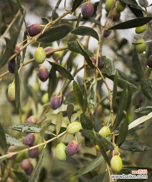 探寻橄榄花的神秘力量与美丽传说 橄榄花的传说与象征意义