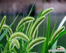 揭开高雪轮花语的神秘面纱 高雪轮的花语——寄托深情之花