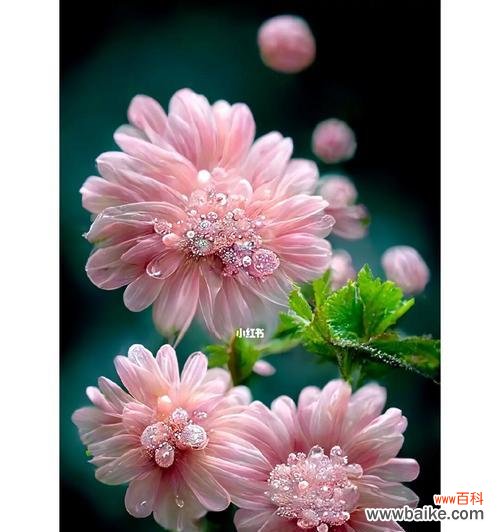 哪种花的花语象征着坚强和勇敢？它有何特别之处？