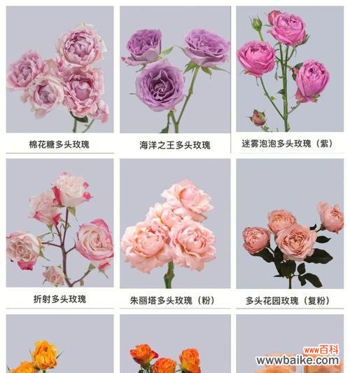 多头玫瑰包装的花语是什么意思?多头玫瑰代表什么?
