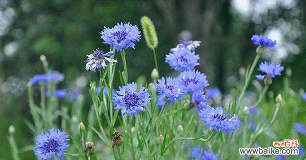 花语飘香的读音是什么?它应该怎么发音?