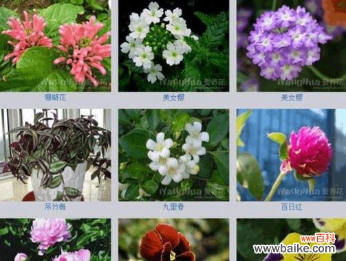 花语飘香的读音是什么?它应该怎么发音?