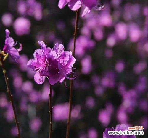 花语飘香的读音是什么?它应该怎么发音?