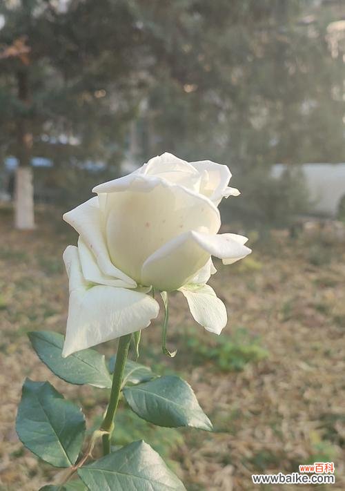 白色花的花语通常表达什么心情?