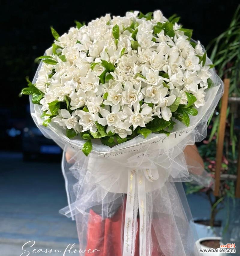 栀子花在春天的花语有何特别？