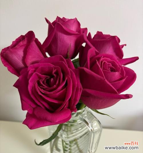 来自姐姐的爱花语是什么？姐姐送什么花表达爱意？