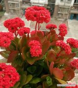 探讨长寿花的象征意义及风水效应 长寿花的寓意与象征风水