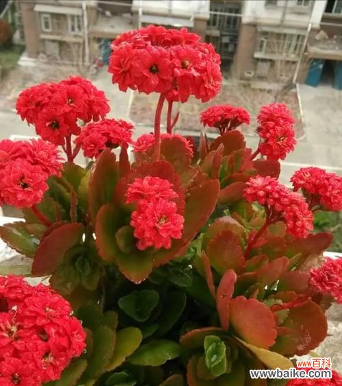 探讨长寿花的象征意义及风水效应 长寿花的寓意与象征风水