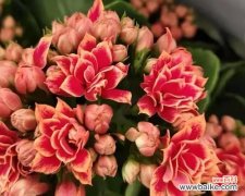 探索长寿花的秘密与象征意义 长寿花的花语与寓意