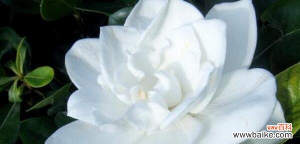 探寻栀子花的花语之美 栀子花的真正花语